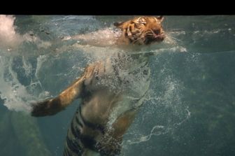 Thailandia virus tigre