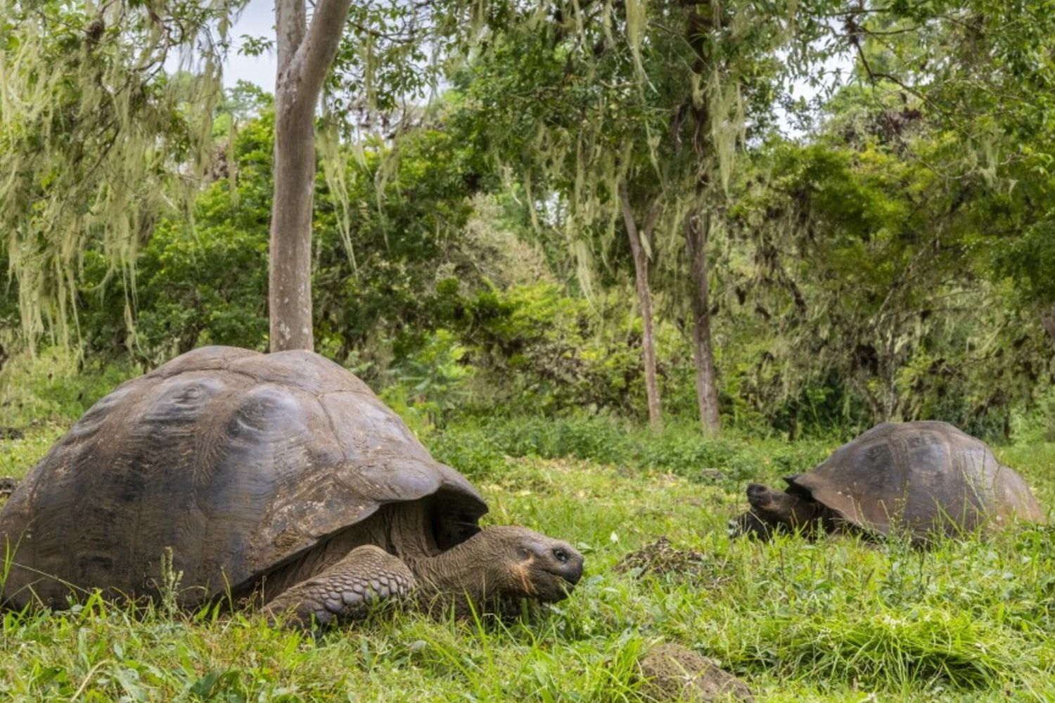 Galapagos, tartarughe giganti
