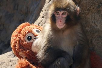 Il piccolo macaco Punch