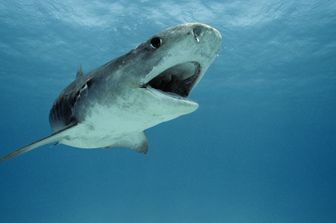 Squalo nel Mar Rosso&nbsp;