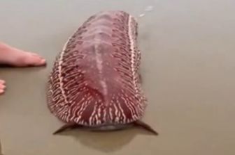 Misteriosa creatura ripresa sulla spiaggia di Destin, lungo il Panhandle della Florida