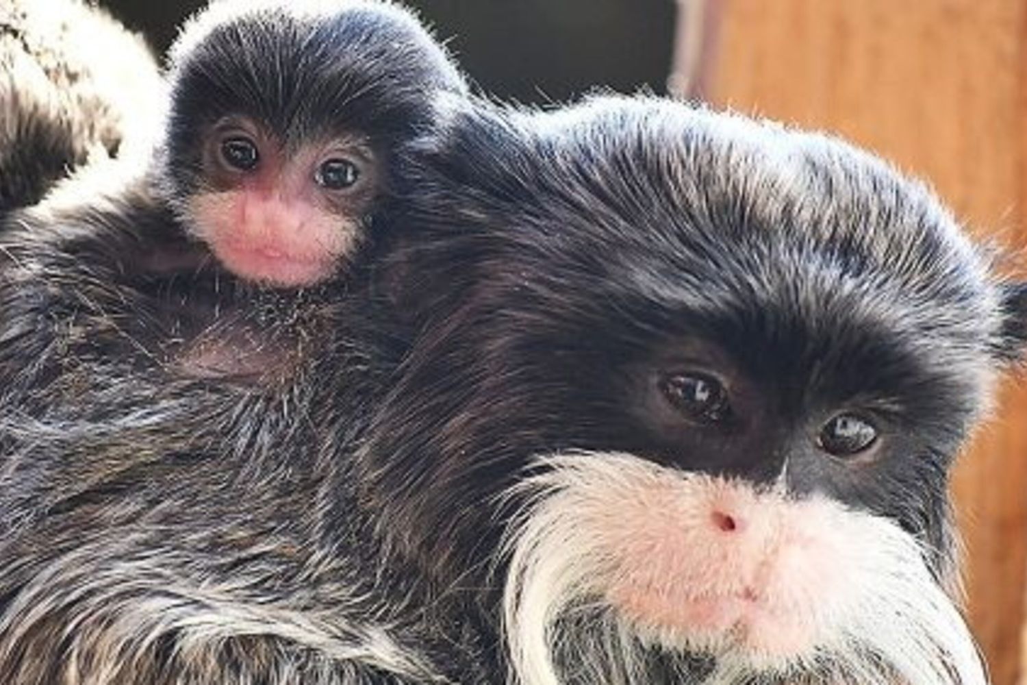 I tamarini imperatore