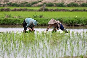 Raccolta riso in Asia
