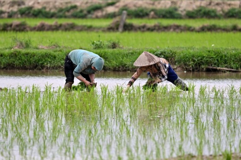 Raccolta riso in Asia