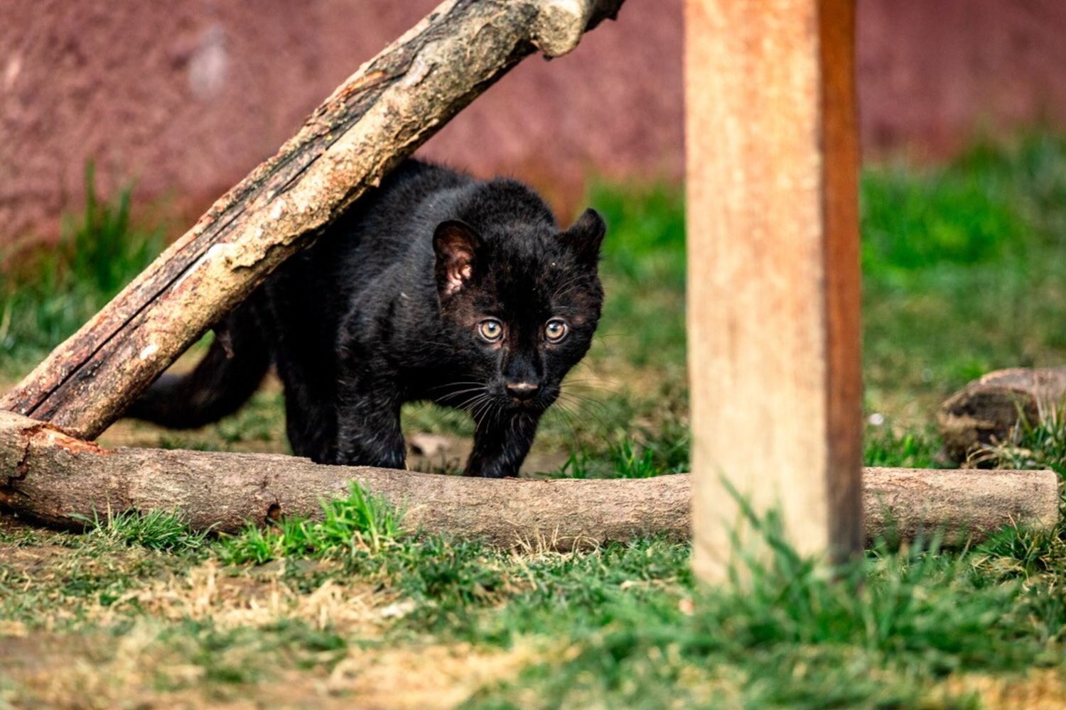 Luna, la cucciola di leopardo melanico che incanta il Safari Park di Pombia