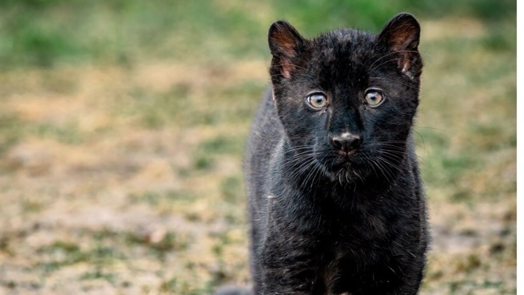 Luna, la cucciola di leopardo melanico che incanta il Safari Park di Pombia