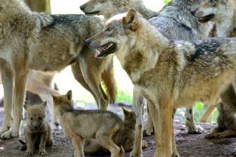 Già 30 lupi deceduti nel 2026, è allarme in Italia