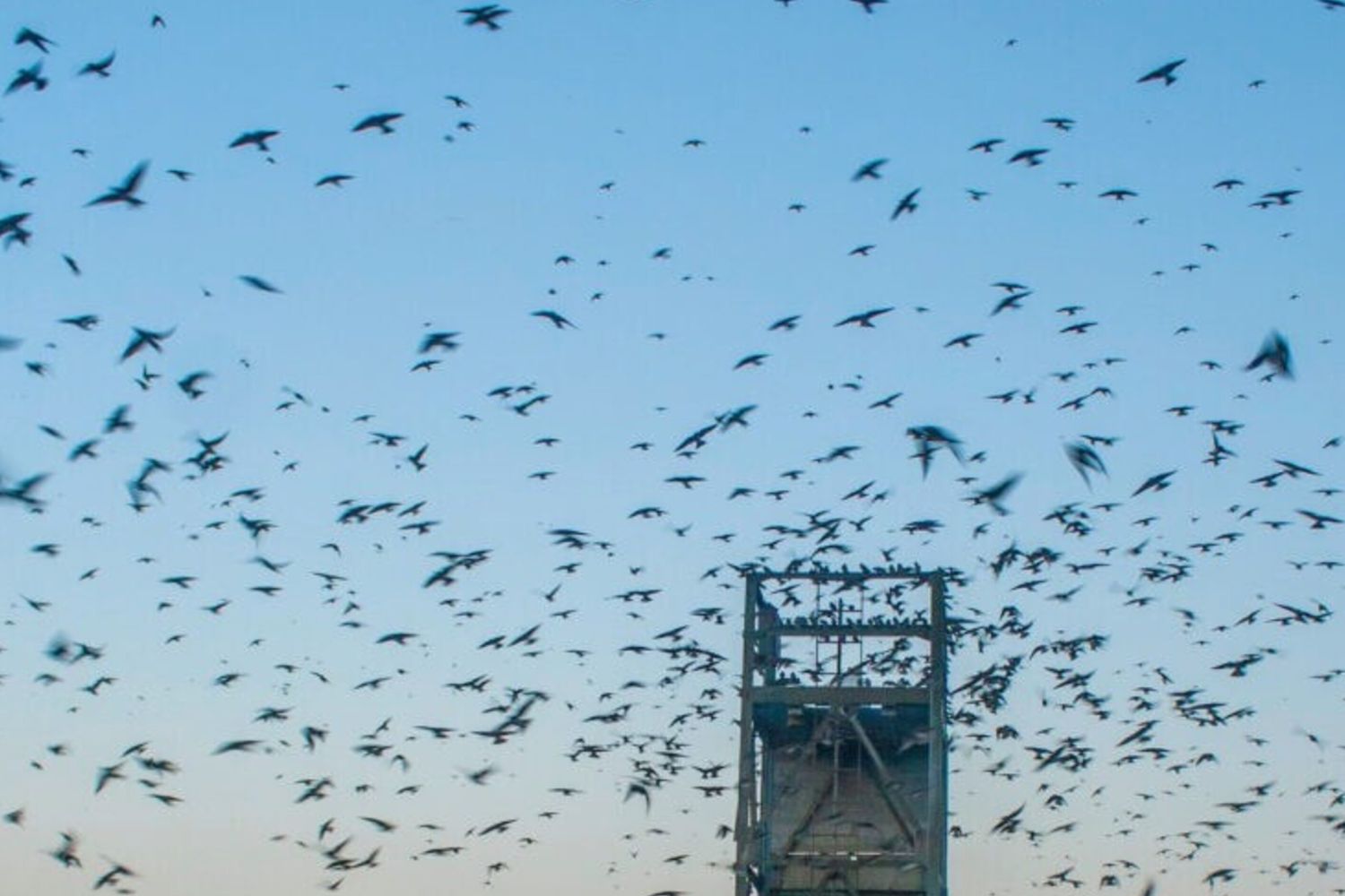 Gelo in Texas 2021 ha ucciso migliaia di rondini viola