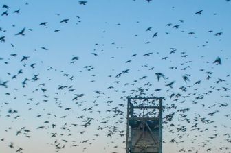 Gelo in Texas 2021 ha ucciso migliaia di rondini viola