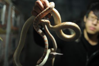 Serpenti venduti in un mercato di&nbsp;Zisiqiao, China&nbsp;