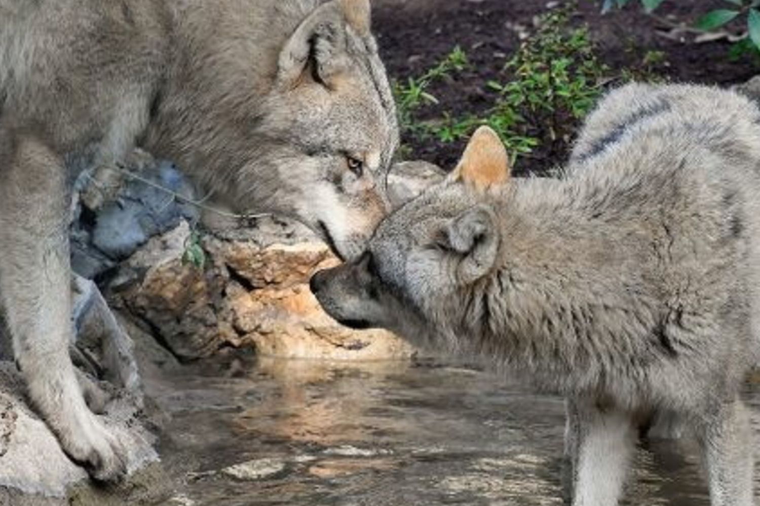 Il Bioparco di Roma accoglie quattro lupi eurasiatici