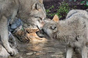 Il Bioparco di Roma accoglie quattro lupi eurasiatici