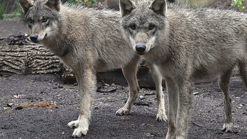 Il Bioparco di Roma accoglie quattro lupi eurasiatici