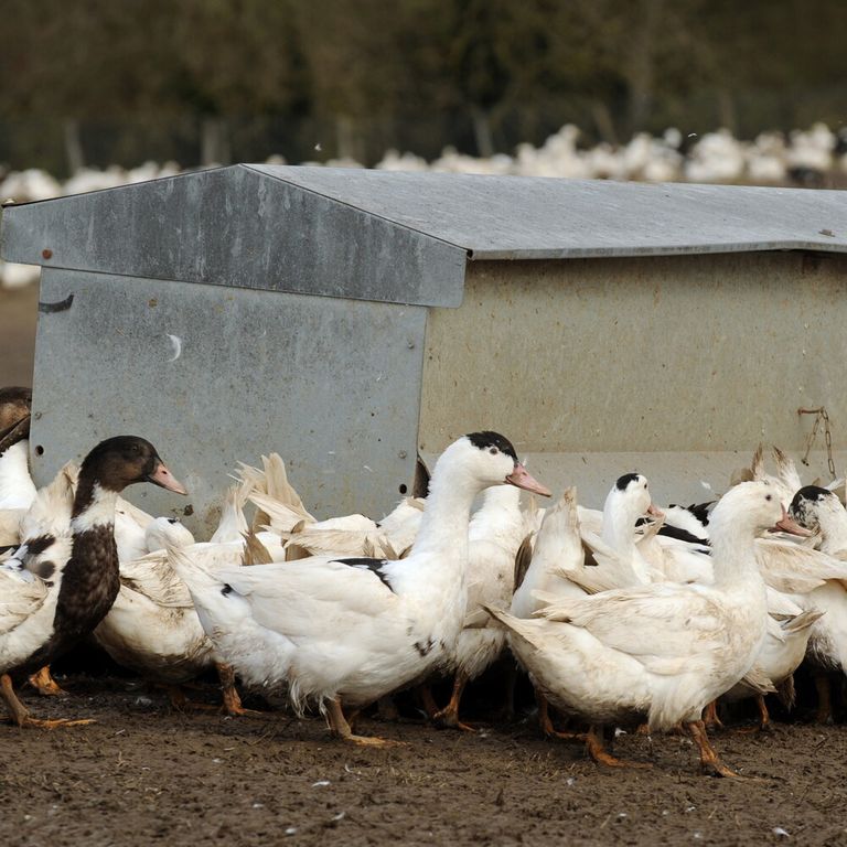 Allevamento oche