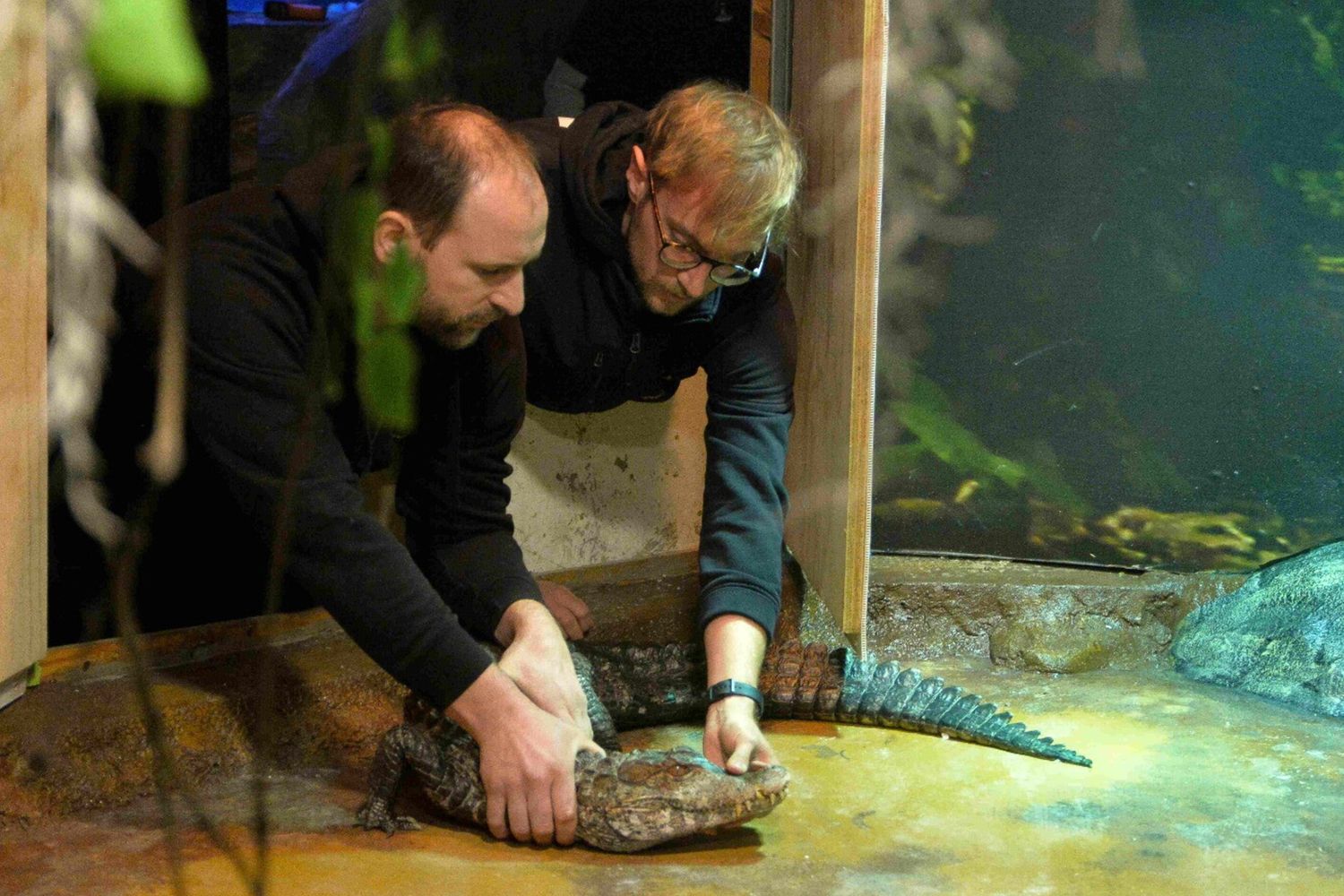 Kalman, il più piccolo caimano al mondo arriva al Tropicarium Jesolo