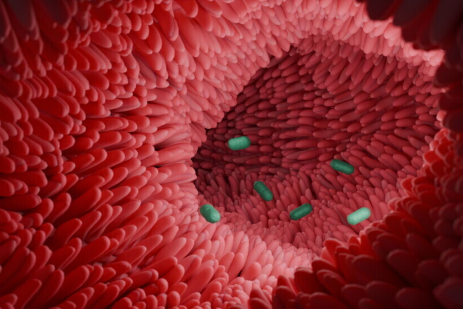 I batteri intestinali guariscono il colon. Uno studio spiega come