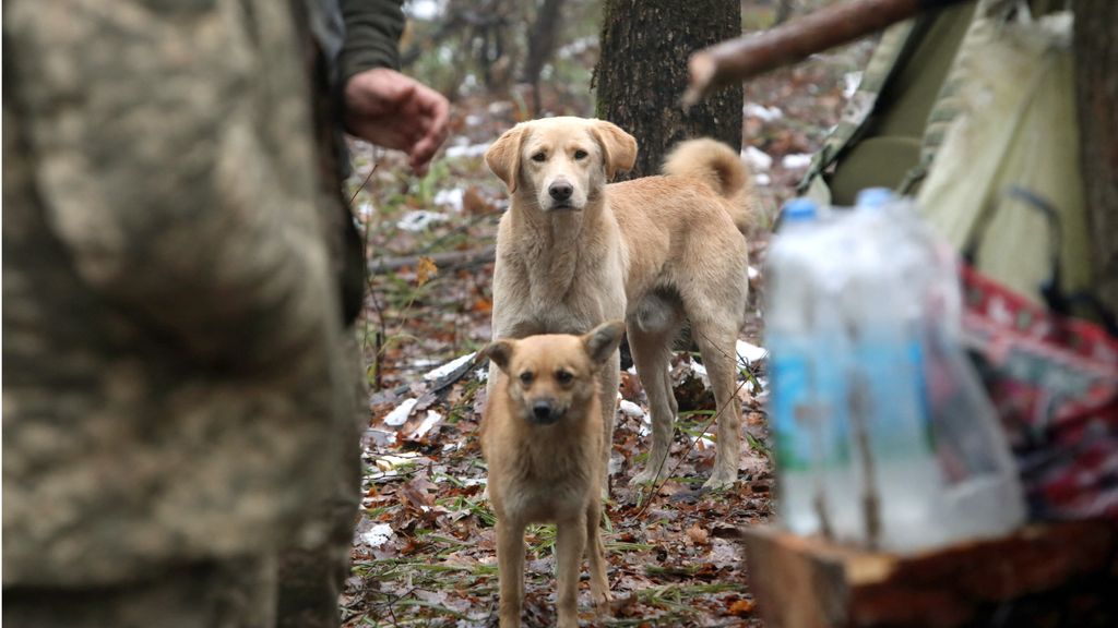 Scenario di geurra in Ucraina, cani abbandonati