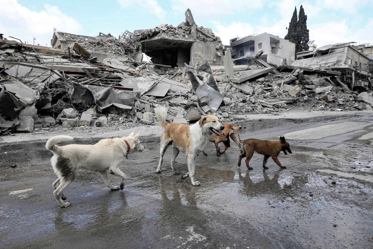 Cani tra le macerie dopo un bombardamento israeliano a Beirut