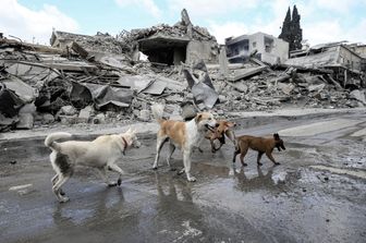 Cani tra le macerie dopo un bombardamento israeliano a Beirut