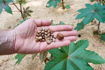 I semi di ricino da cui si estrae la ricina