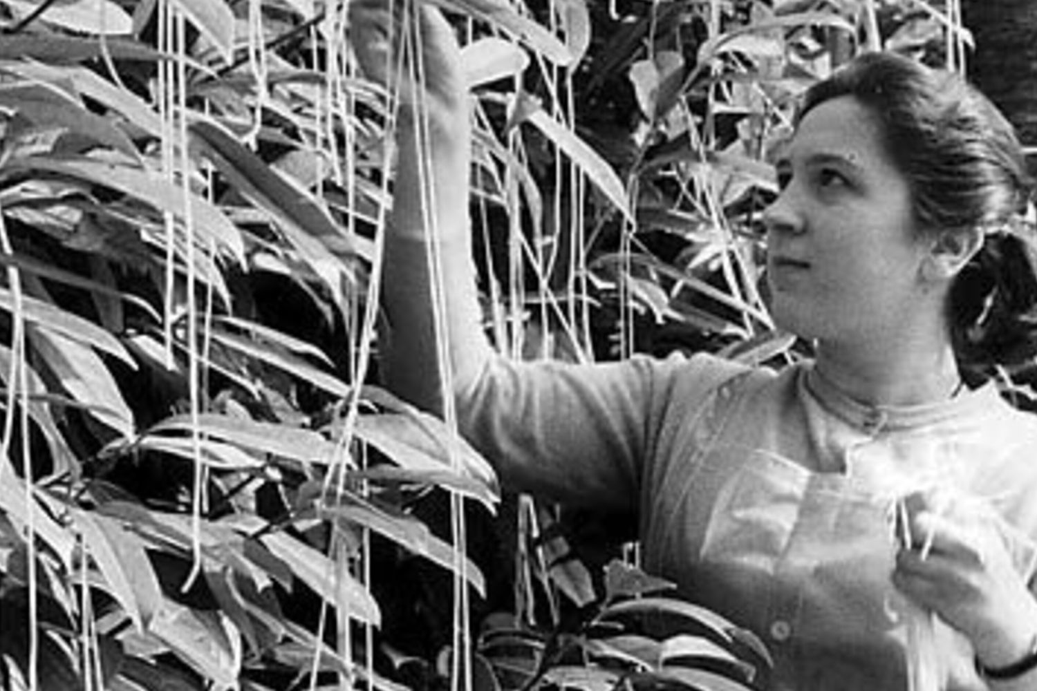 L'albero di spaghetti , pesce d'aprile della BBC