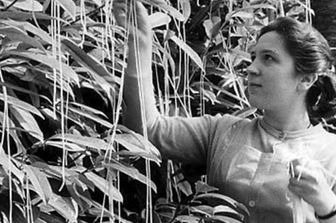 L'albero di spaghetti , pesce d'aprile della BBC