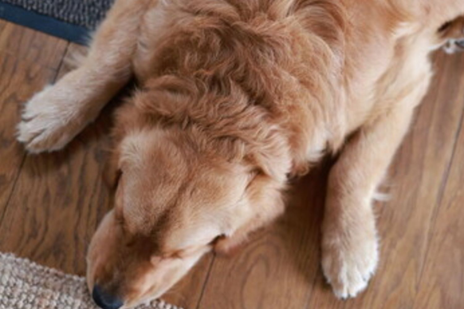 Cane stanco e malato