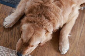 Cane stanco e malato