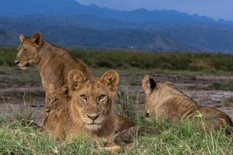 L'Uganda lancia una campagna turistica in Italia