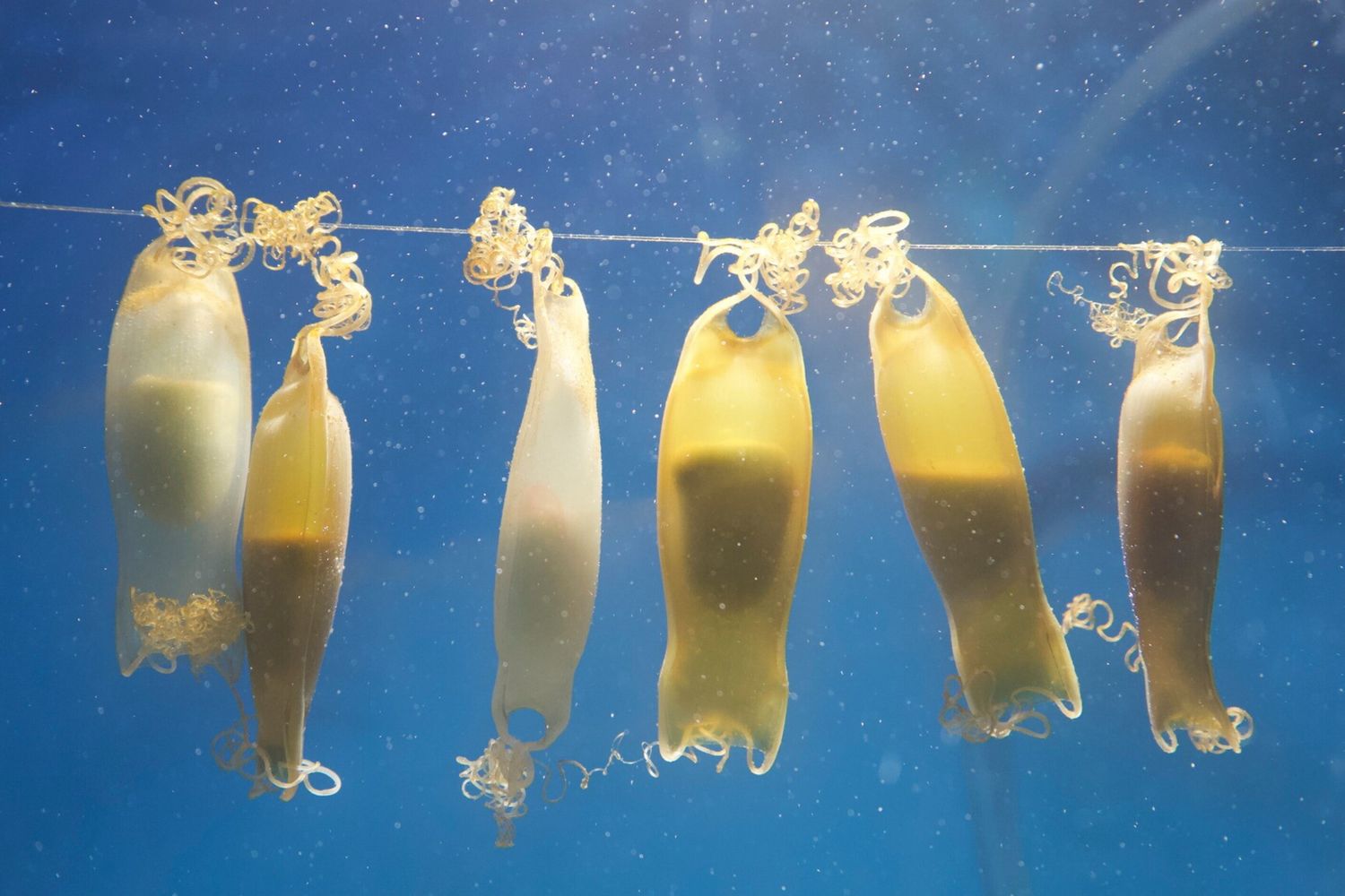 Le uova dei piccoli squali di fondale  a Miramare