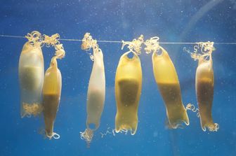 Le uova dei piccoli squali di fondale  a Miramare