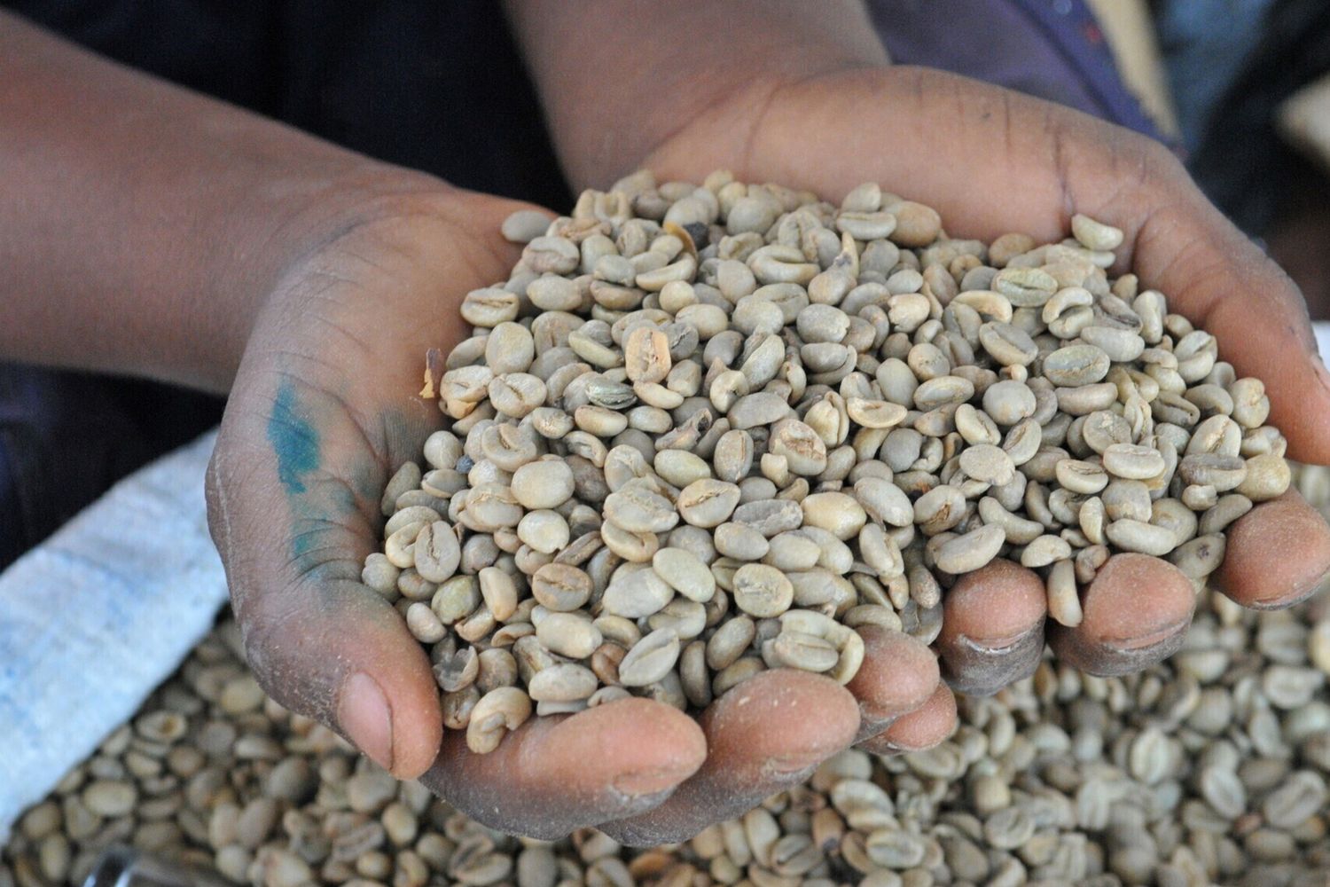 L'iniziativa della Cooperazione Italiana sul caffè si consolida in Kenya