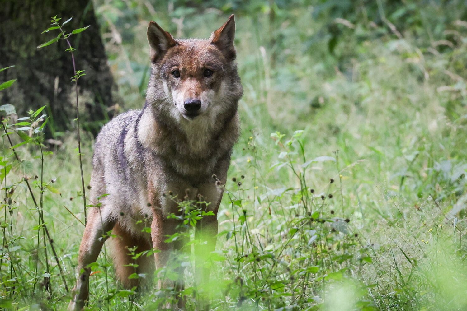 Lupo in fuga da uno zoo, lezioni sospese nella scuola vicina