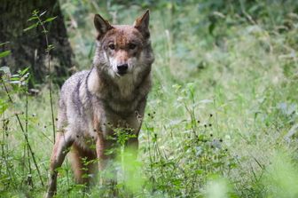 Lupo in fuga da uno zoo, lezioni sospese nella scuola vicina