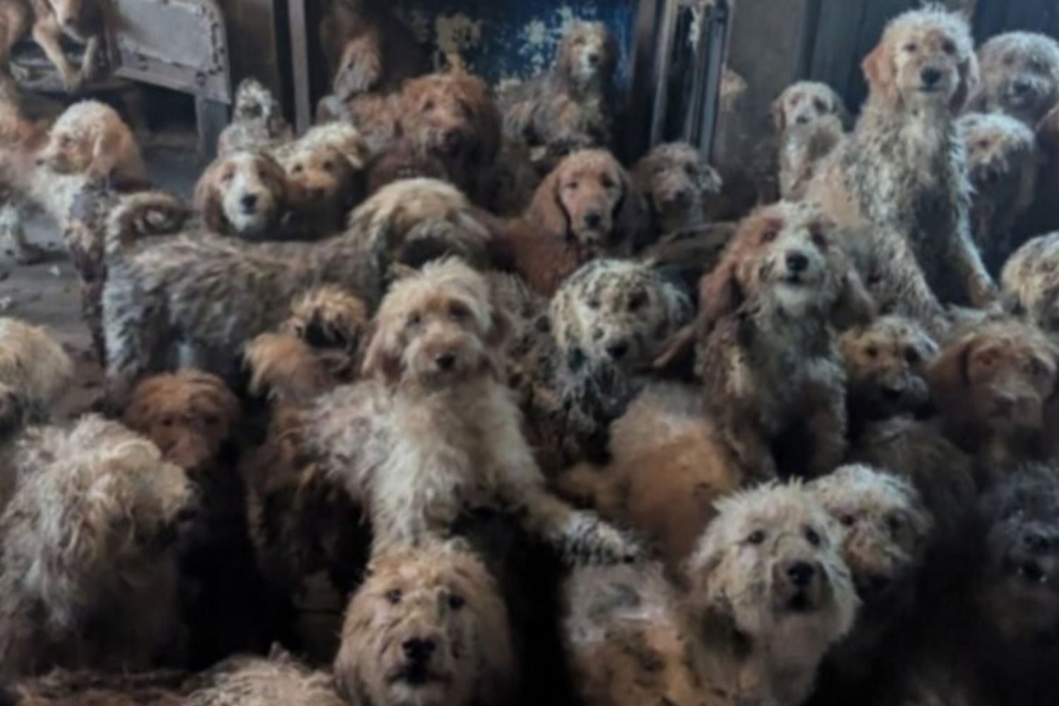 I cani trovati stipati in una casa in Inghilterra