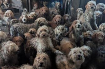I cani trovati stipati in una casa in Inghilterra