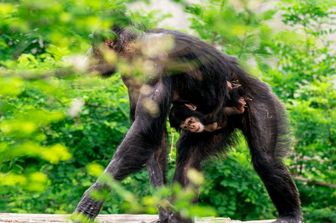 Perchè gli scimpanzé sono in grado di suonare le percussioni a tempo