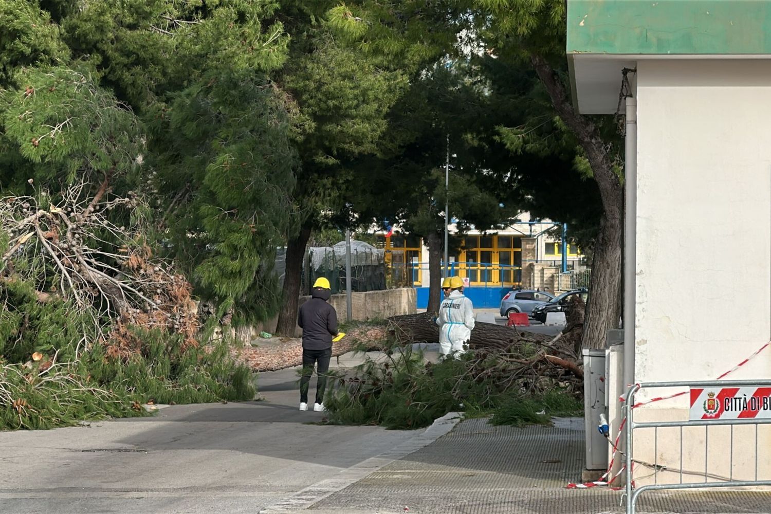Albero caduto a Bisceglie
