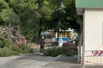 Albero caduto a Bisceglie