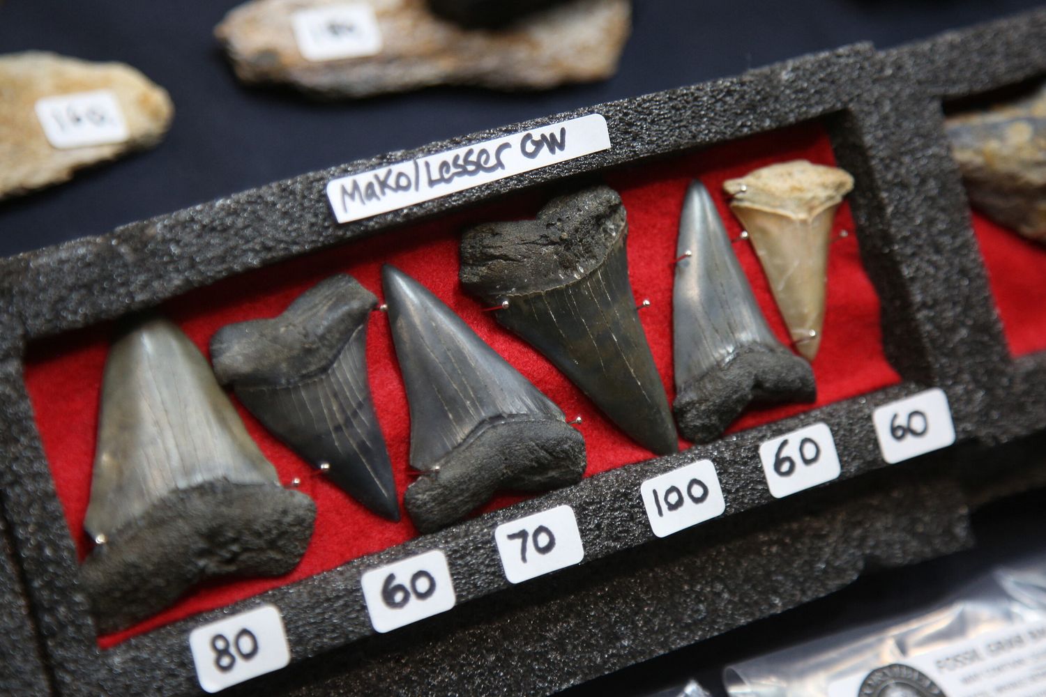 Denti preistorici esposti tra altri fossili a Mississauga, Ontario, Canada