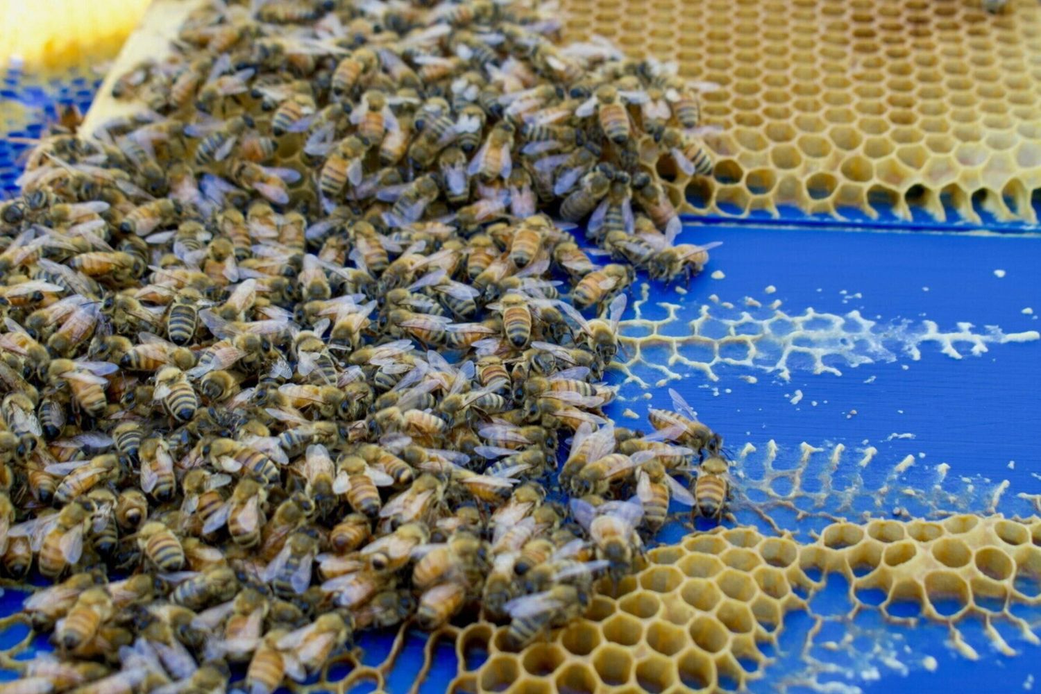 Le api costruiscono gli alveari anche in condizioni ardue