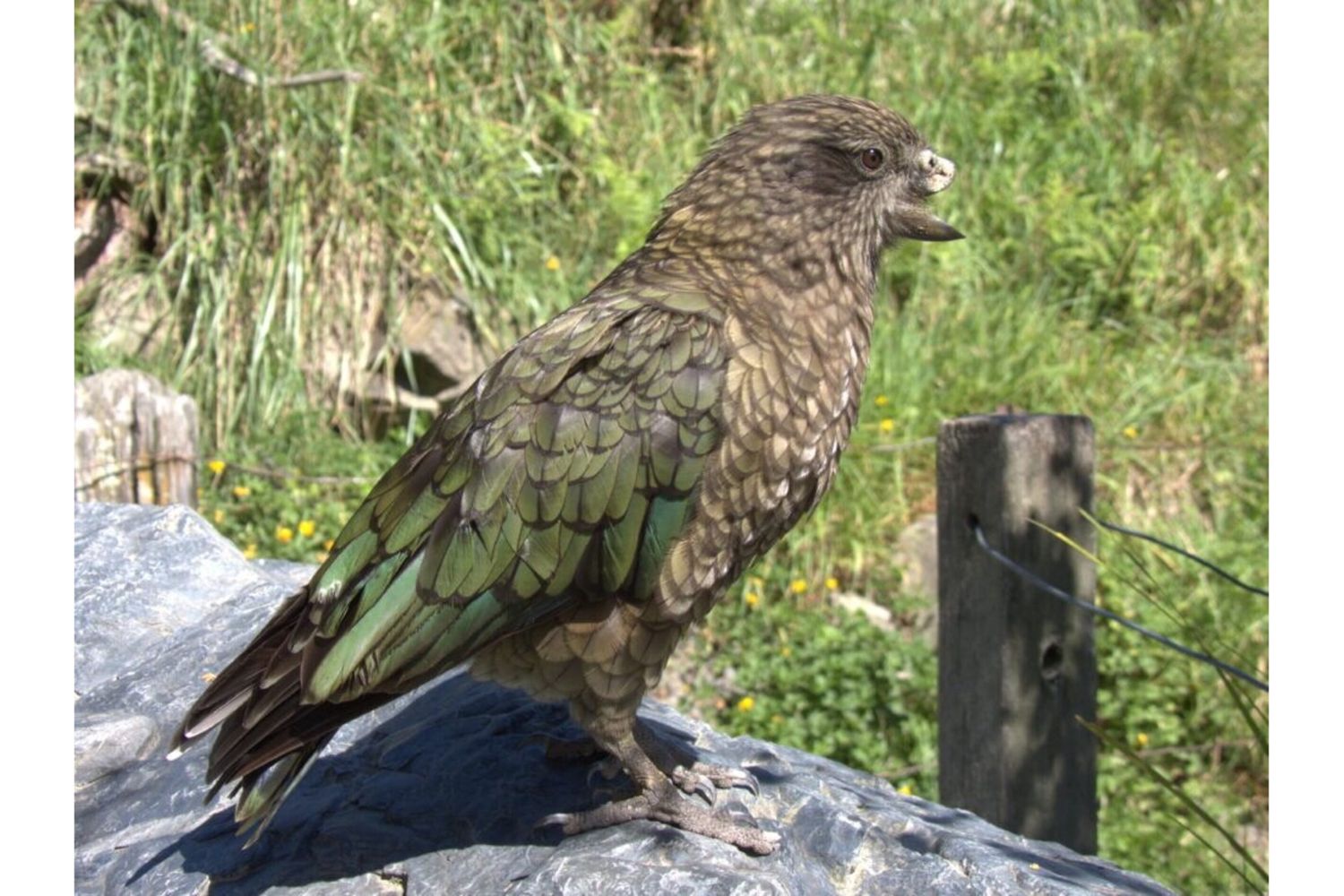 Bruce il pappagallo disabile diventato l'alfa del gruppo