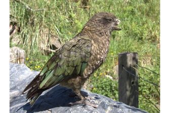 Bruce il pappagallo disabile diventato l'alfa del gruppo
