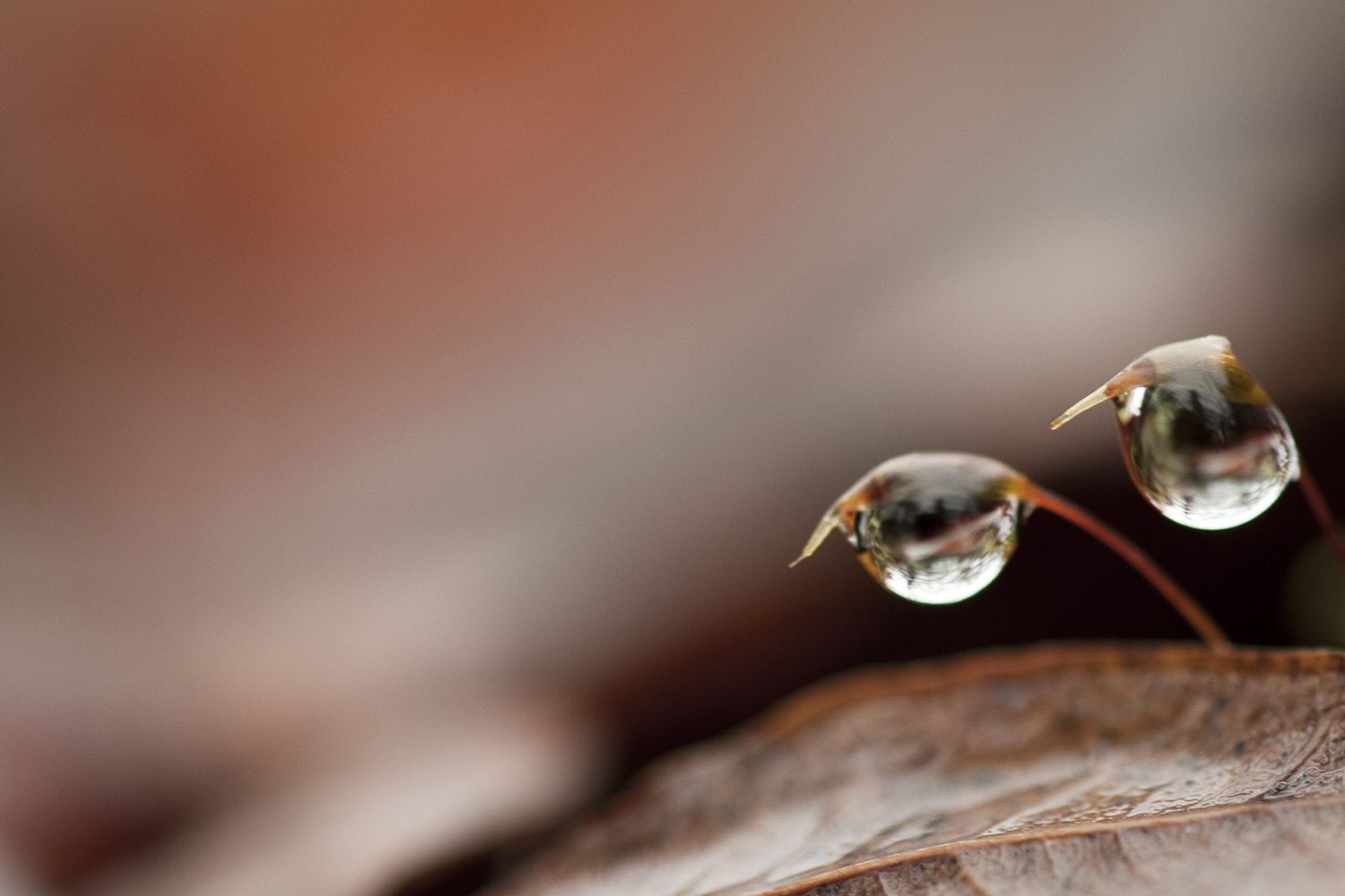 Pioggia su una pianta