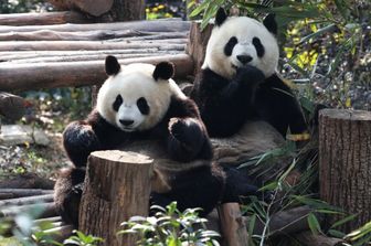 Due panda giganti cinesi