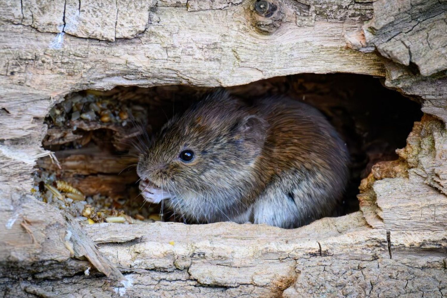 nave-crociera-hantavirus-capo-verde