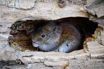 nave-crociera-hantavirus-capo-verde