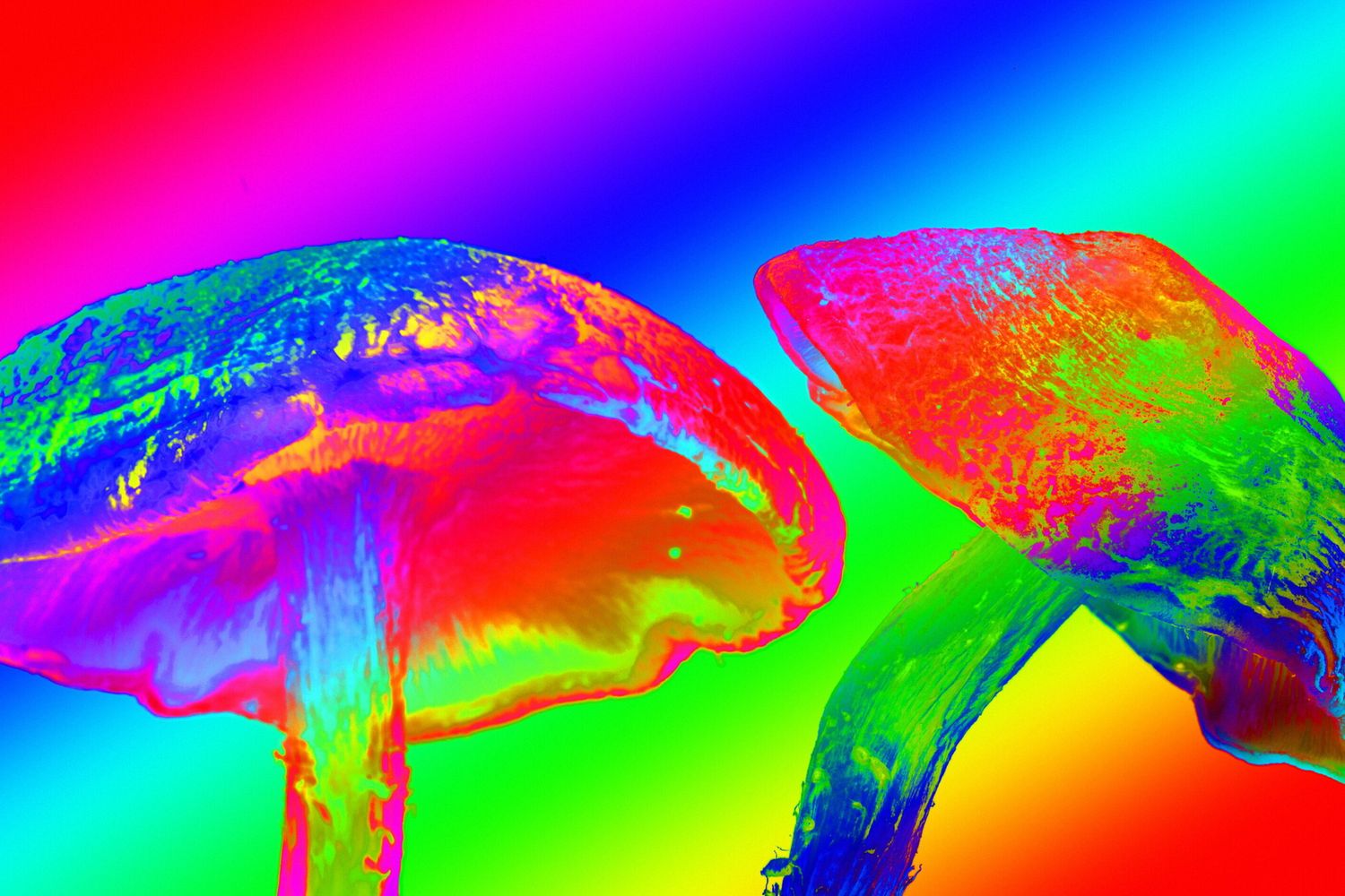 Funghi allucinogeni - Effetti della psilocibina sulla connettività cerebrale