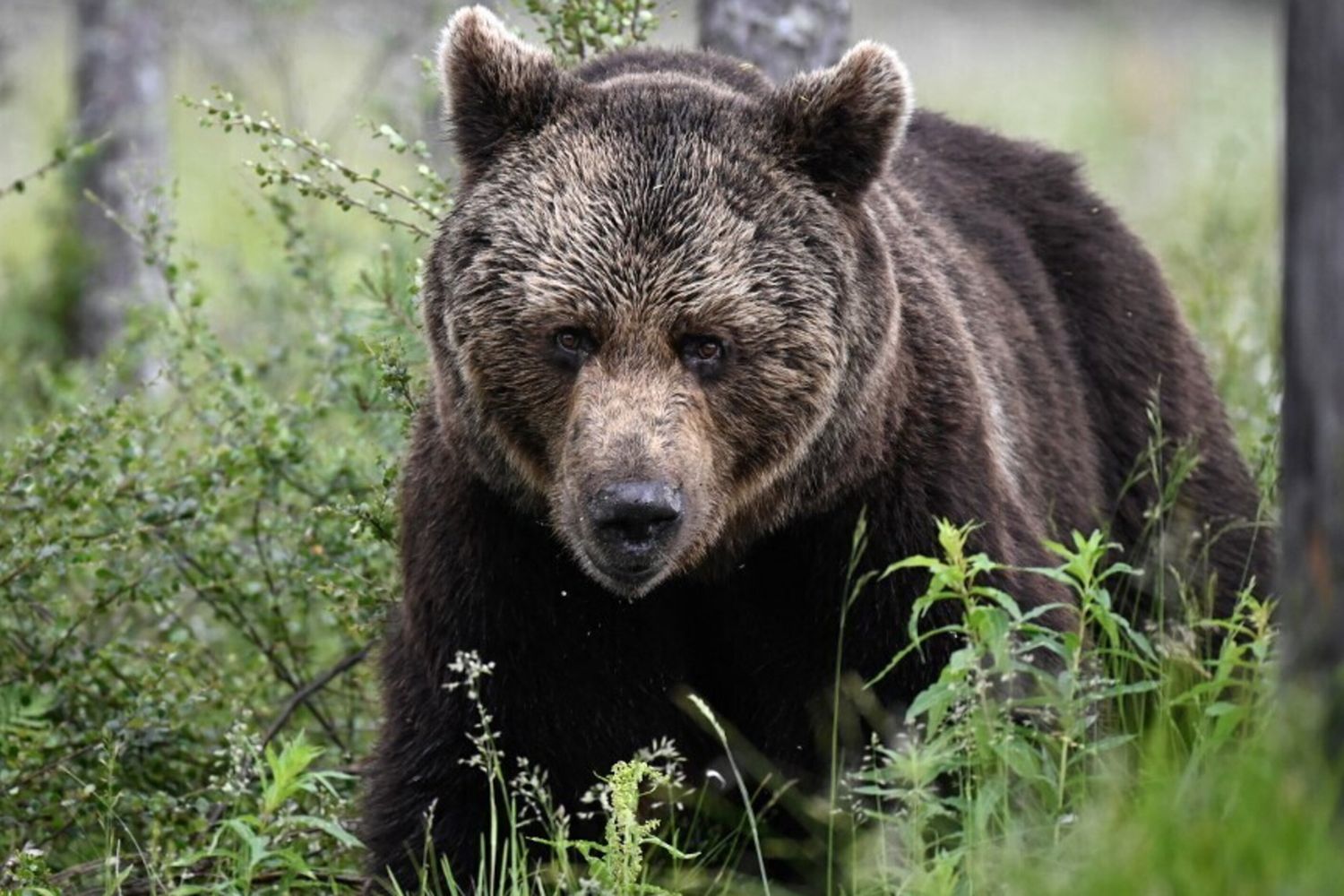 Orso Bruno