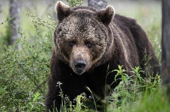 Orso Bruno